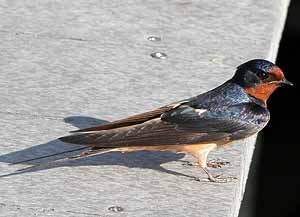 Barn Swallow