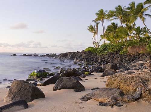 Green Sea Turtle