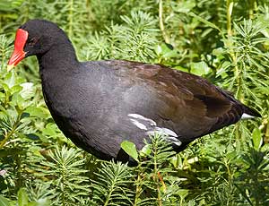 Hawaiian Moorhen