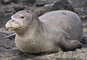 Hawaiian Monk Seal