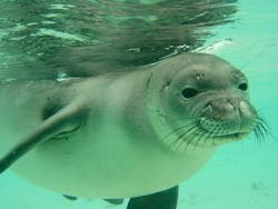 Hawaiian Monk Seal