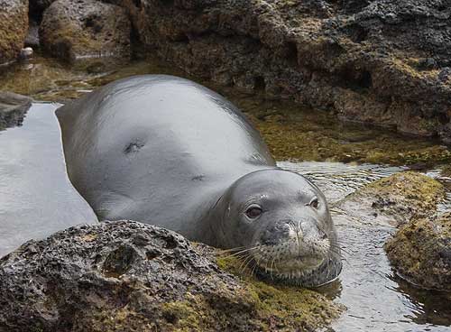 Hawaiian Monk Seal
