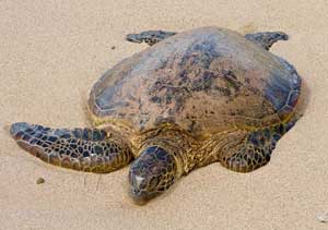 Green Sea Turtle