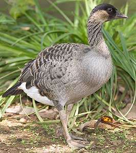 Nene