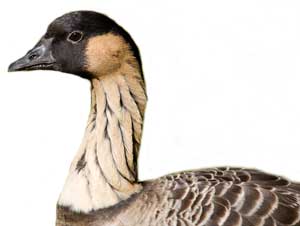 Nene