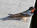 Barn Swallow
