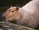 Capybara.