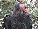 California Condor.