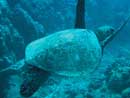 Green Sea Turtle