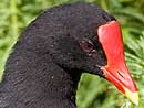 Hawaiian Moorhen