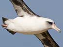 Laysan Albatross