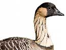 Nene