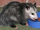 Opossum