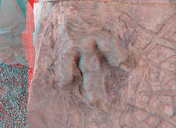 3D Dinosaur Track