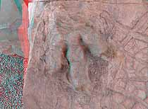 3D Dinosaur Tracks