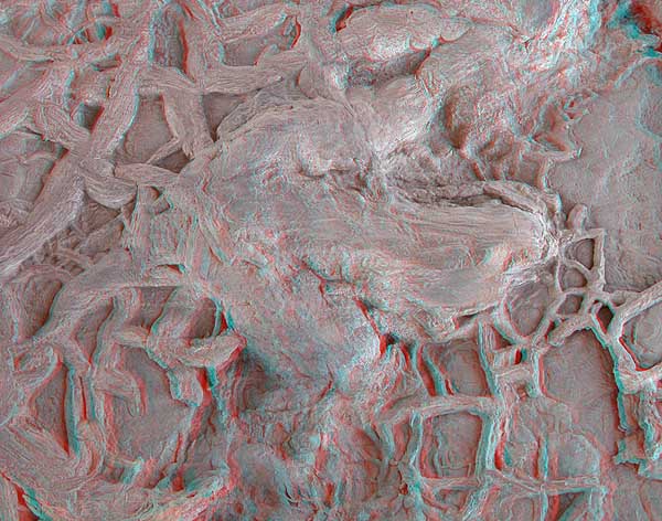 3D Dinosaur Track