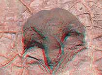 3D Dinosaur Tracks