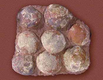 Sauropod Eggs