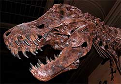 Tyrannosaurus rex