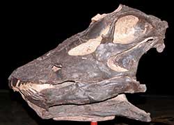 Diplodocus Skull