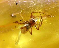 Spider in Amber