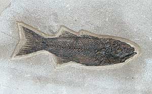 Fish Fossil