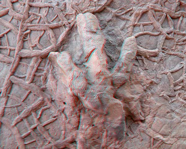 3D Dinosaur Track
