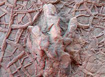 3D Dinosaur Tracks