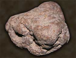 Dinosaur Dung