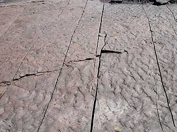 Swimming Tracks