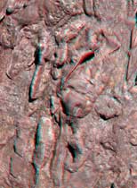 3D Dinosaur Swimming Tracks