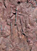 3D Dinosaur Swimming Tracks