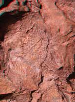 3d Dinosaur Skin