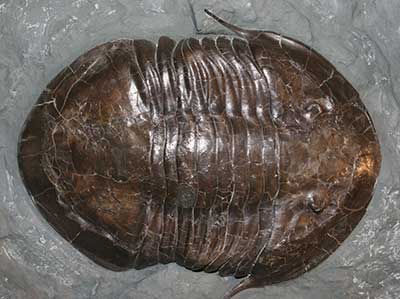 Isotelus brachicephalus