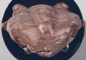 Illaenus tauricornis