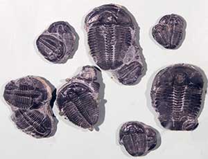 Elrathia kingi
