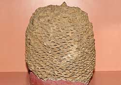 Cycadeoidea marylandica