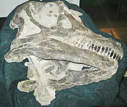 Abydosaurus skull