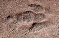Grallator Track