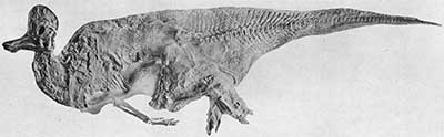 Corythosaurus