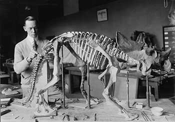 Camarasaurus