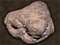 Dinosaur Dung