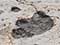 Dinosaur Tracks