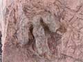 Dinosaur Tracks