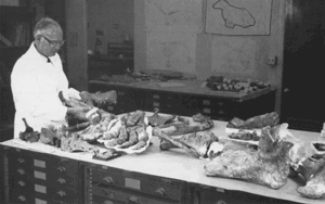 Photograph of a USGS paleontologist in his lab