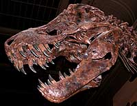 Fossils and Dinosaurs