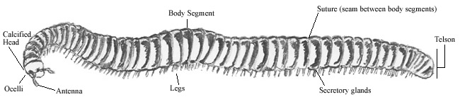 Millipede Diagram