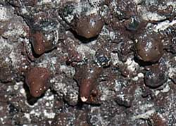 Thurston Lava Tube Wall