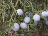 Utah Juniper