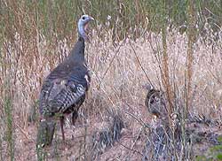 Turkeys